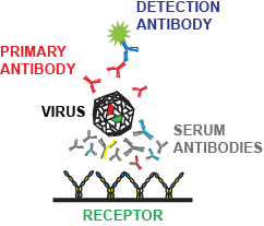 SARS-CoV-2-antibodies-test